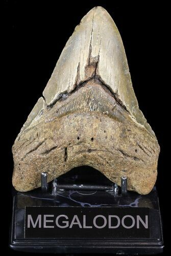 Bargain Megalodon Tooth - North Carolina #49505